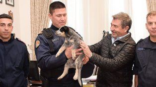 Néstor Roncaglia, entregó un perro a Bomberos Zapadores de la Policía de Entre Ríos. Se llama Roco y es un ganadero australiano