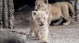 Zoo danés se defiende de críticas por el sacrificio de leones cachorros