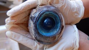 Polémica por el hallazgo de un ojo que sería de un animal marino