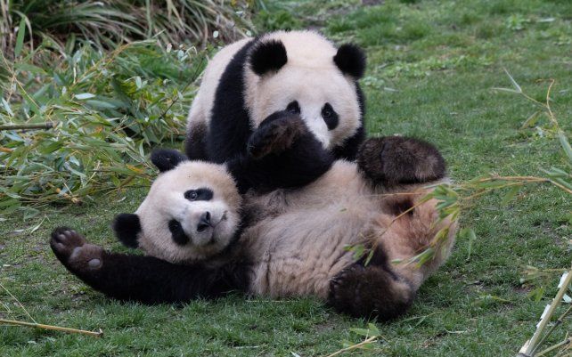 Dos osos pandas juegan dentro de su recinto en el zoológico de Berlín.