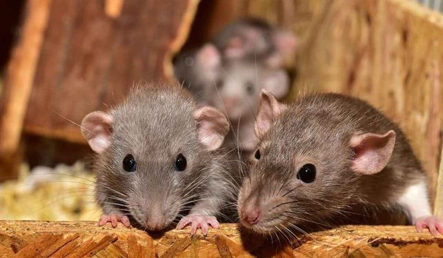 Alarma: el mortal virus Chapare reapareció en Bolivia y causó tres muertes