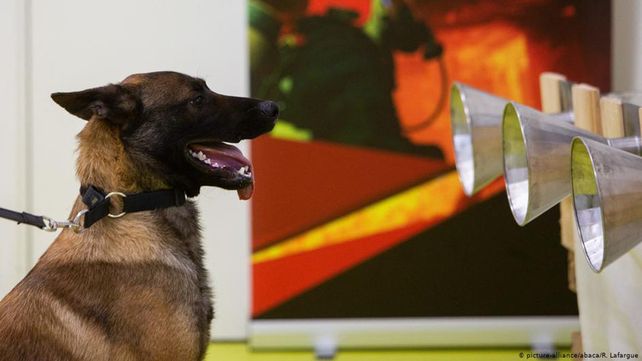 Científicos entrenan a perros para detectar el olor del coronavirus