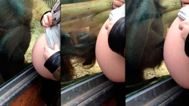 La tierna reacción de un orangután ante la panza de una embarazada La tierna reacción de un orangután ante la panza de una embarazada