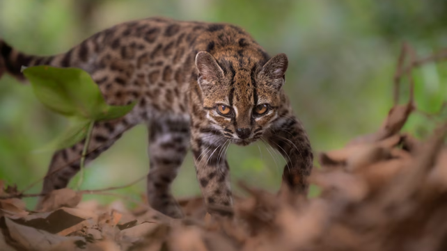 Lo criaron como un gato doméstico y el ADN reveló que era una nueva especie