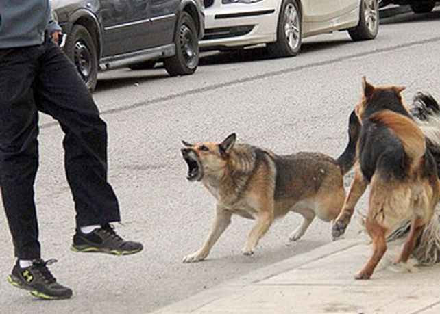 En el país 86 personas murieron en 13 años por mordeduras de perros