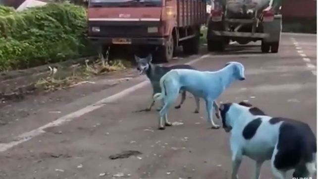 Conmoción por la aparición de perros callejeros con la piel de color azul