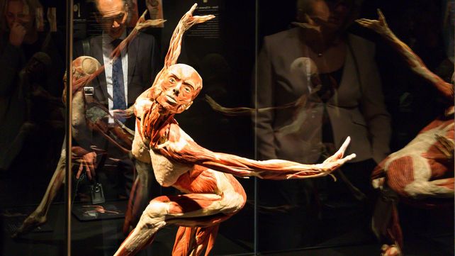 El museo de anatomía Body Worlds en Londres exhibe increíbles figuras