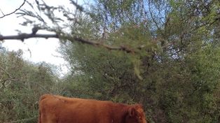 Ganadería regenerativa: un nuevo enfoque en la forma de producir carne en Argentina