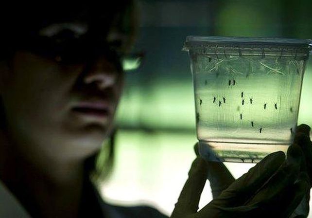 La provincia recomienda que, después de la lluvia, se tomen medidas contra el dengue