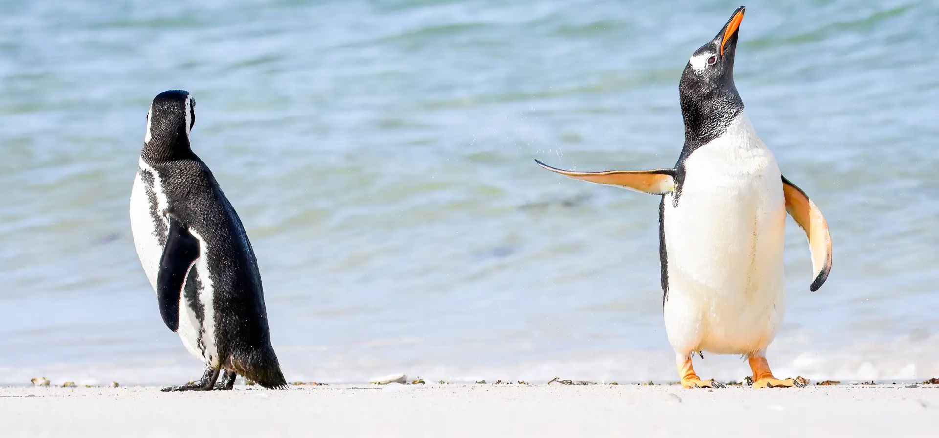 "Habla con la aleta". Dos pingüinos papúa pasando el rato en la playa en las Islas Malvinas. Fotografía: Jennifer Hadley/Comedywildlifephoto.com