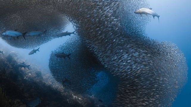 Las mejores fotos de la naturaleza de 2017 premiadas por National Geographic