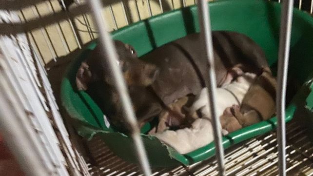 Las condiciones de vida de los animales era de una extrema crueldad.