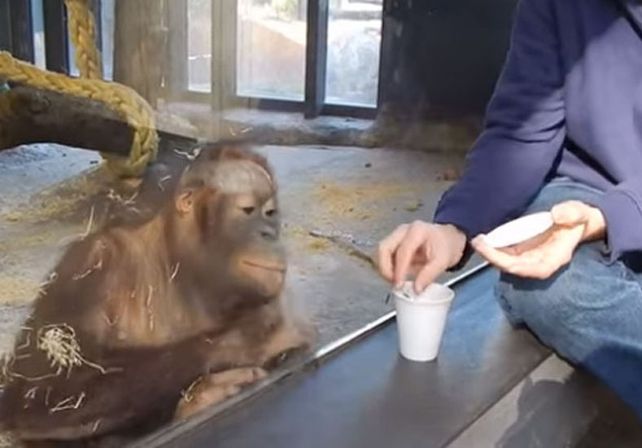 El ataque de risa de la orangutana que se volvió viral