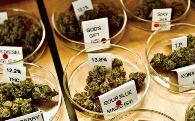 Psicoactivos. El canabinoide sintético es más potente que la marihuana.