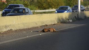 Animales muertos, basura y pastizales, una constante.