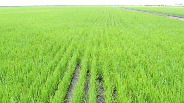 Disminuyó un 12 por ciento la superficie sembrada con arroz en la provincia