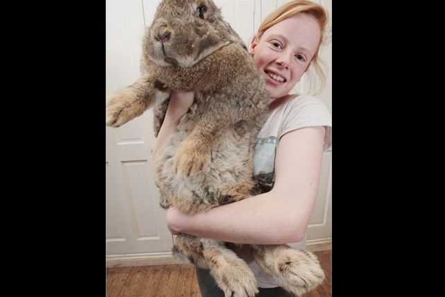 El más grande: el conejo Ralph pesa ¡23 kilos!