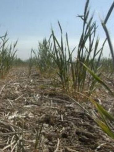 Hay más de 7 millones de hectáreas en sequía severa