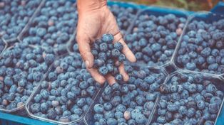 Desarrollo. La producción de arándanos creció significativamente. Investigan hongos que ayudan al cultivo.