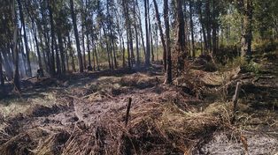 Incendios forestales en Entre Ríos y otras cuatro provincias