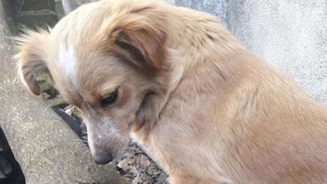 Una perra les salvó la vida a dos gatitos a los que amamanta