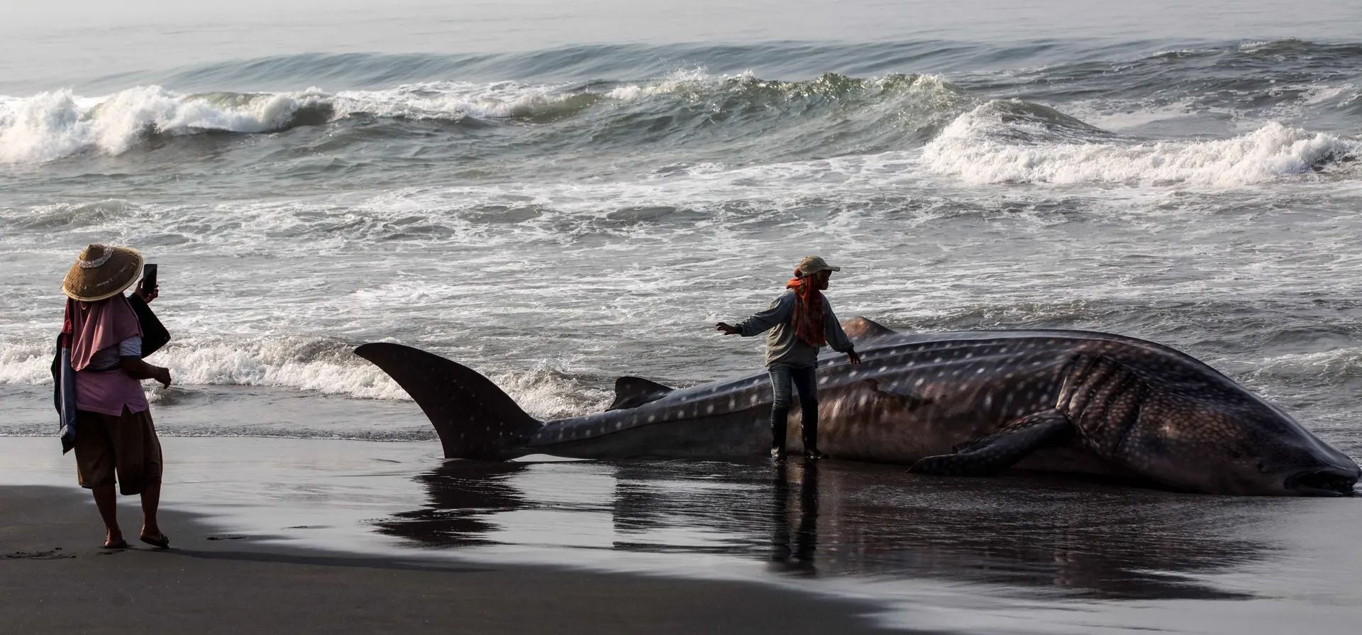 La gente posa para fotos con el cadáver de un tiburón ballena macho, de unos 10 metros de largo y 1,5 toneladas de peso, después de que apareciera en la playa de Garongan, Yogyakarta, Indonesia. Fotografía: Devi Rahman/AFP/Getty Images La gente posa para fotos con el cadáver de un tiburón ballena macho, de unos 10 metros de largo y 1,5 toneladas de peso, después de que apareciera en la playa de Garongan, Yogyakarta, Indonesia. Fotografía: Devi Rahman/AFP/Getty Images