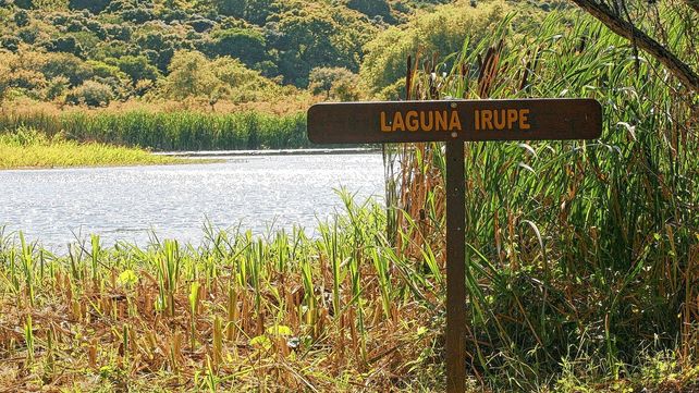 Humedales. El agua es el elemento que define sus características físicas