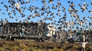 El descargo de los criadores de palomas mensajeras, luego de que intenten ingresar marihuana con un ave a la cárcel de Coronda