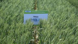 Brasil aprobó la siembra y comercialización del trigo HB4 de Bioceres