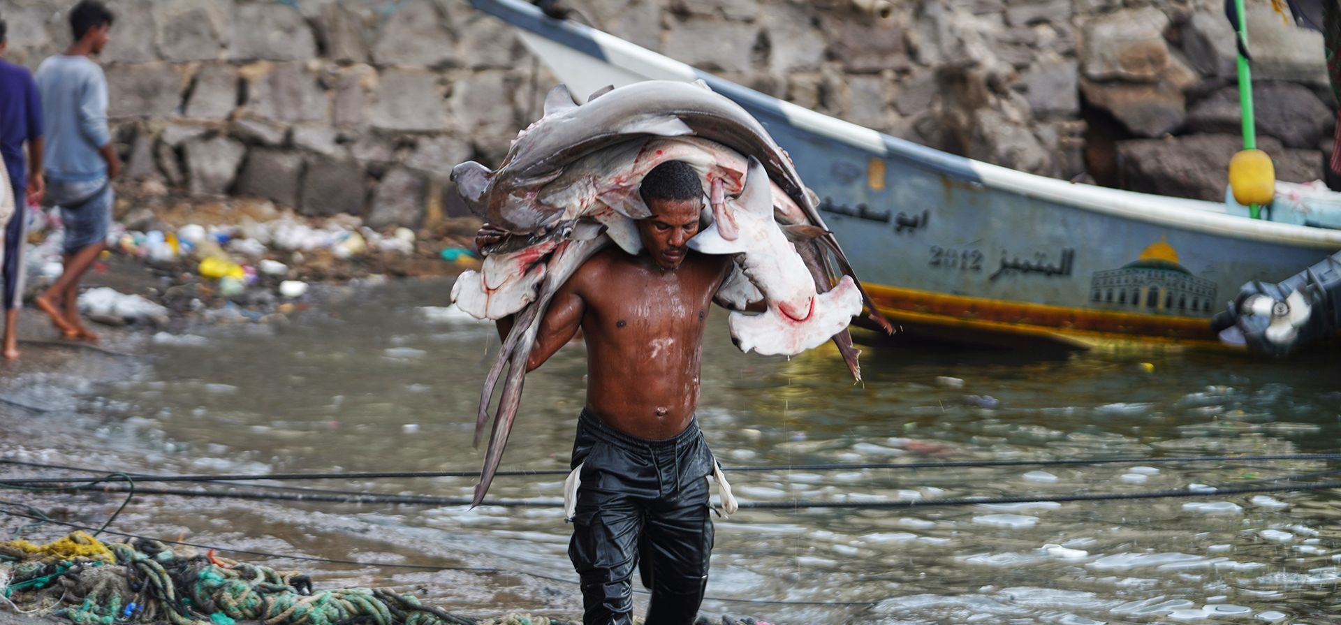 Un pescador transporta su captura, que incluye tiburones martillo, a tierra firme en el mercado de pescado de Sirah, en Adén (Yemen), el martes 15 de septiembre de 2026. (Foto AP/Abdulnasser Alseddik)