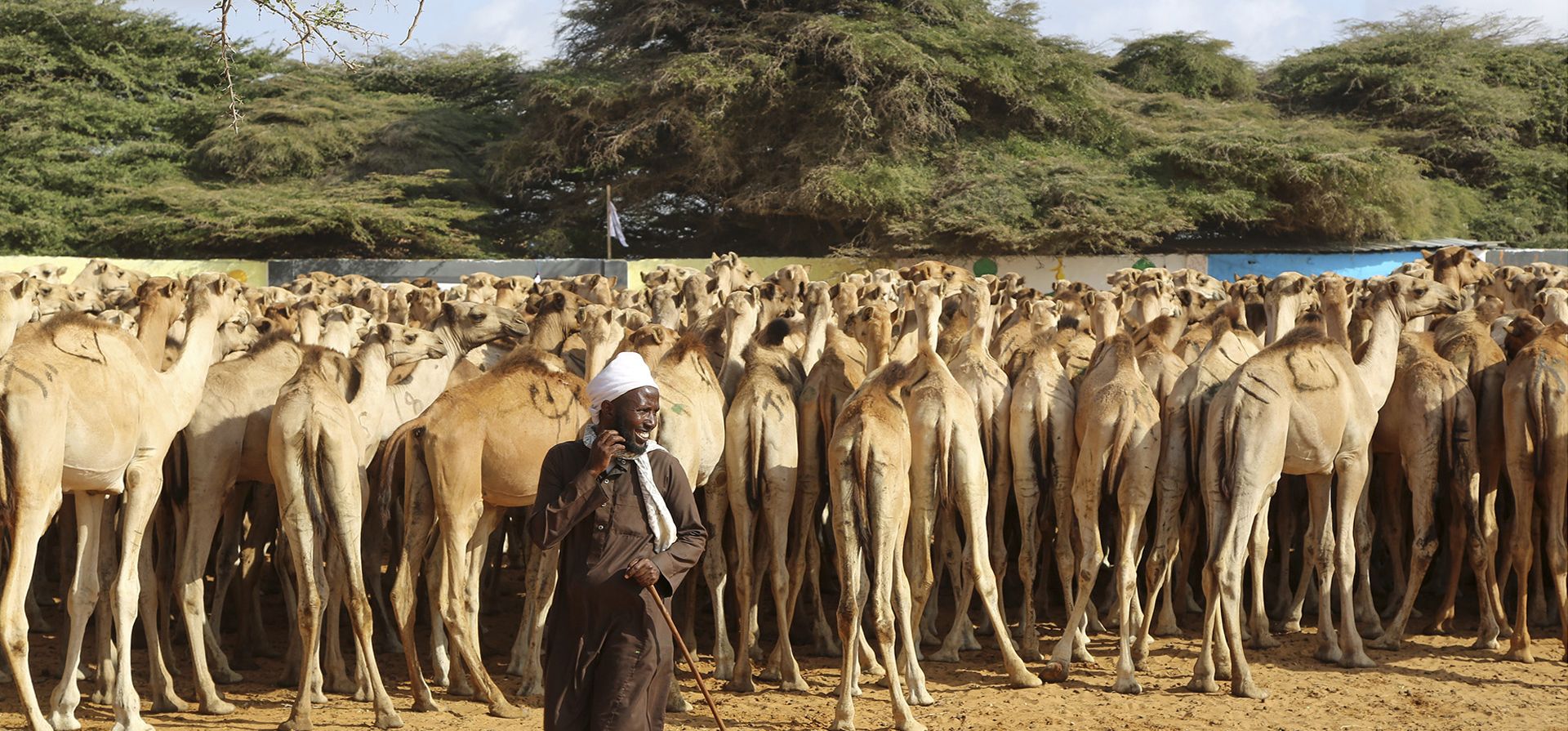 Un hombre pasa junto a camellos que serán sacrificados para celebrar el Mawlid, el cumpleaños del profeta Mahoma, en Mogadiscio, Somalia, el martes 2 de septiembre de 2025. (Foto AP/Farah Abdi Warsame) Un hombre pasa junto a camellos que serán sacrificados para celebrar el Mawlid, el cumpleaños del profeta Mahoma, en Mogadiscio, Somalia, el martes 2 de septiembre de 2025. (Foto AP/Farah Abdi Warsame)
