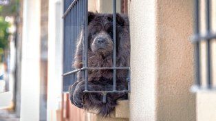 Un día para agradecer su amor incondicional: Día Mundial del Perro.
