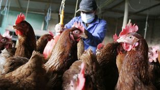 Este sábado el Servicio Nacional de Sanidad y Calidad Agroalimentaria (Senasa) confirmó el segundo caso de gripe aviar (IA) H5 en dos patos silvestres hallados muertos, esta vez en la laguna Las Mojarras, departamento cordobés de General San Martín.