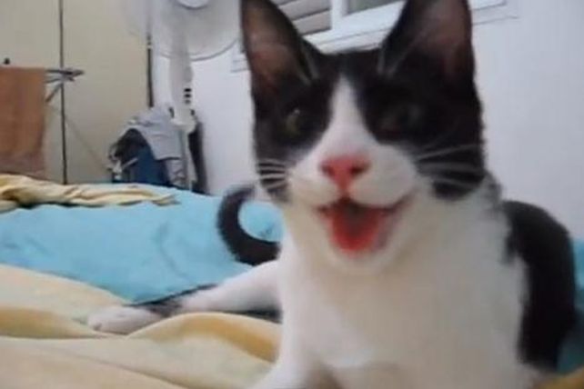 Este es el gato que se cree que es un perro