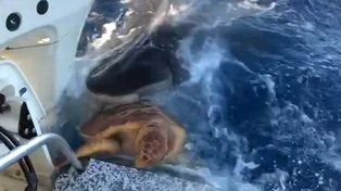Video: pescadores salvan a una tortuga de ser devorada por un tiburón