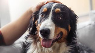 Acariciar a un perro ayuda a combatir el estrés y la ansiedad