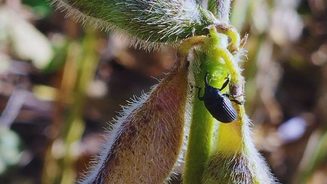 Picudo negro. El Inta brinda asesoramiento a productores y profesionales en las nuevas zonas involucradas