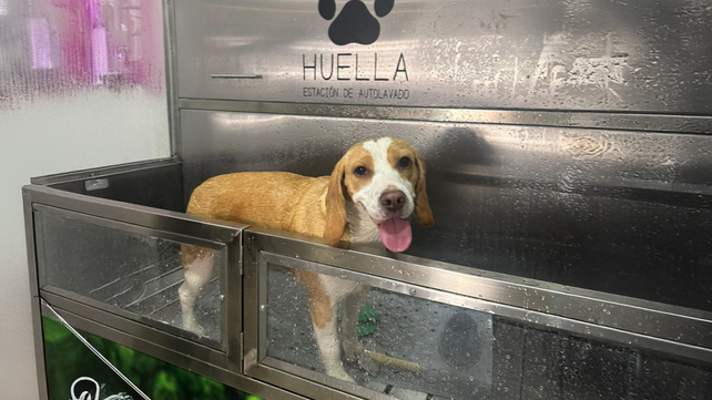 Los autolavados de perros ganan terreno en Rosario