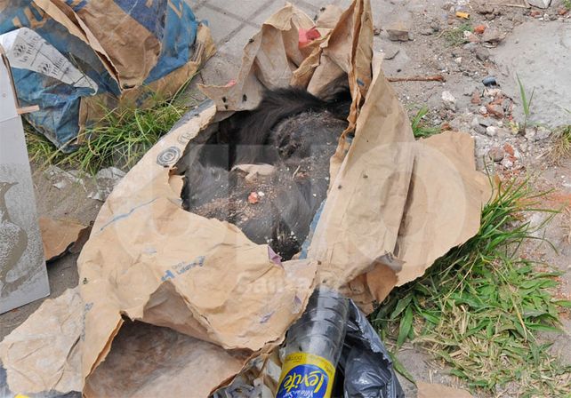 Denuncian el envenenamiento de 30 gatos en la Casa Cingolani de barrio Candioti