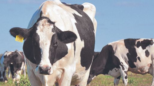 Cómo preparar los sistemas lecheros para afrontar El Niño