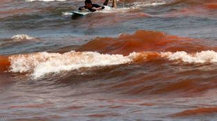 La marea roja mata a miles de peces en Florida