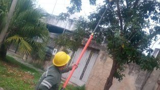 Plan de Poda: la Municipalidad de Santa Fe comenzó con los trabajos en distintos barrios de Santa Fe