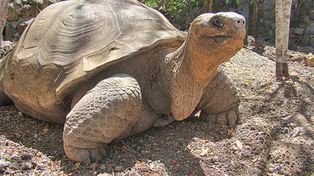 Murió la tortuga gigante Pepe el misionero, un símbolo de las Galápagos