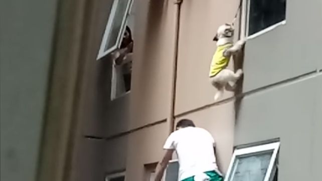 El perrito quedó colgado pero los rescatistas le salvaron la vida.