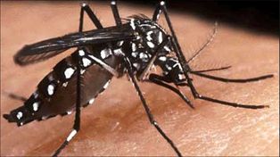 Confirman cinco casos de chikungunya en la ciudad de Santa Fe