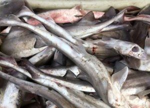 Semana Santa: piden no comprar una especie de pez en peligro crítico de extinción