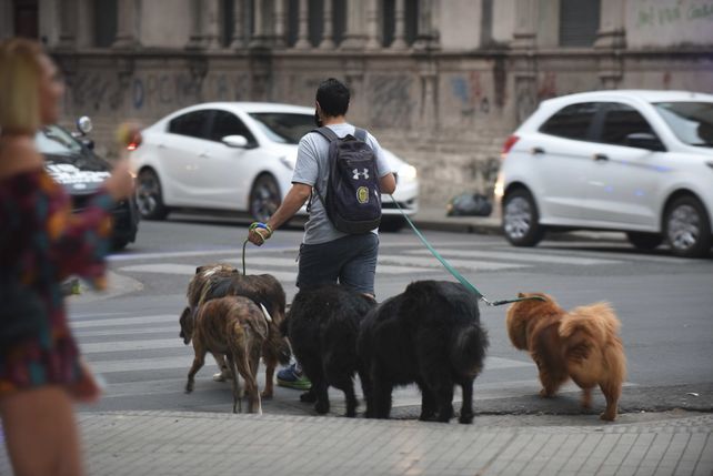 Coronavirus en animales: cuáles son los síntomas que tienen y cómo cuidarlos