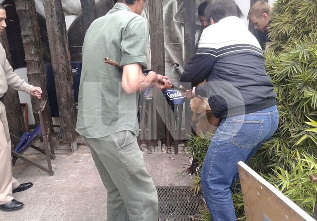 El Aguará Guazú que apareció en el shopping fue rescatado y ahora se encuentra en la Granja de La Esmeralda.