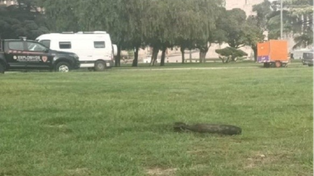 A orillas del Paraná, un hallazgo que encendió las alarmas