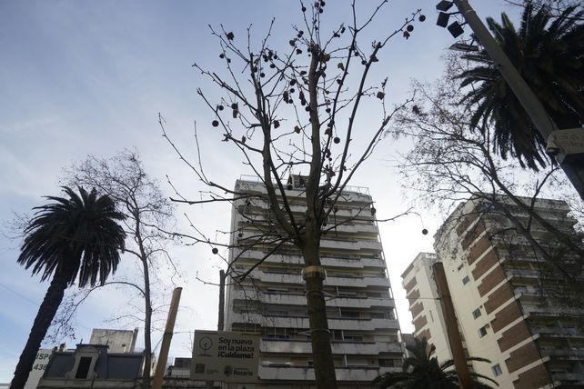 Después de muchos años, vuelven a plantar plátanos en las plazas de Rosario